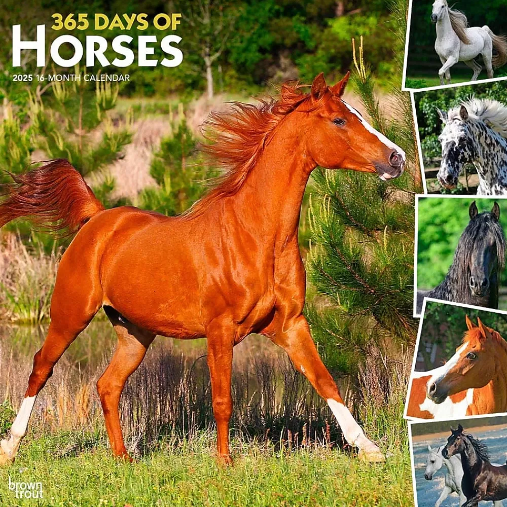 BrownTrout 2025 Calendars<2025 365 Days of Horses 12" x 12" Monthly Wall Calendar (9781975477165)