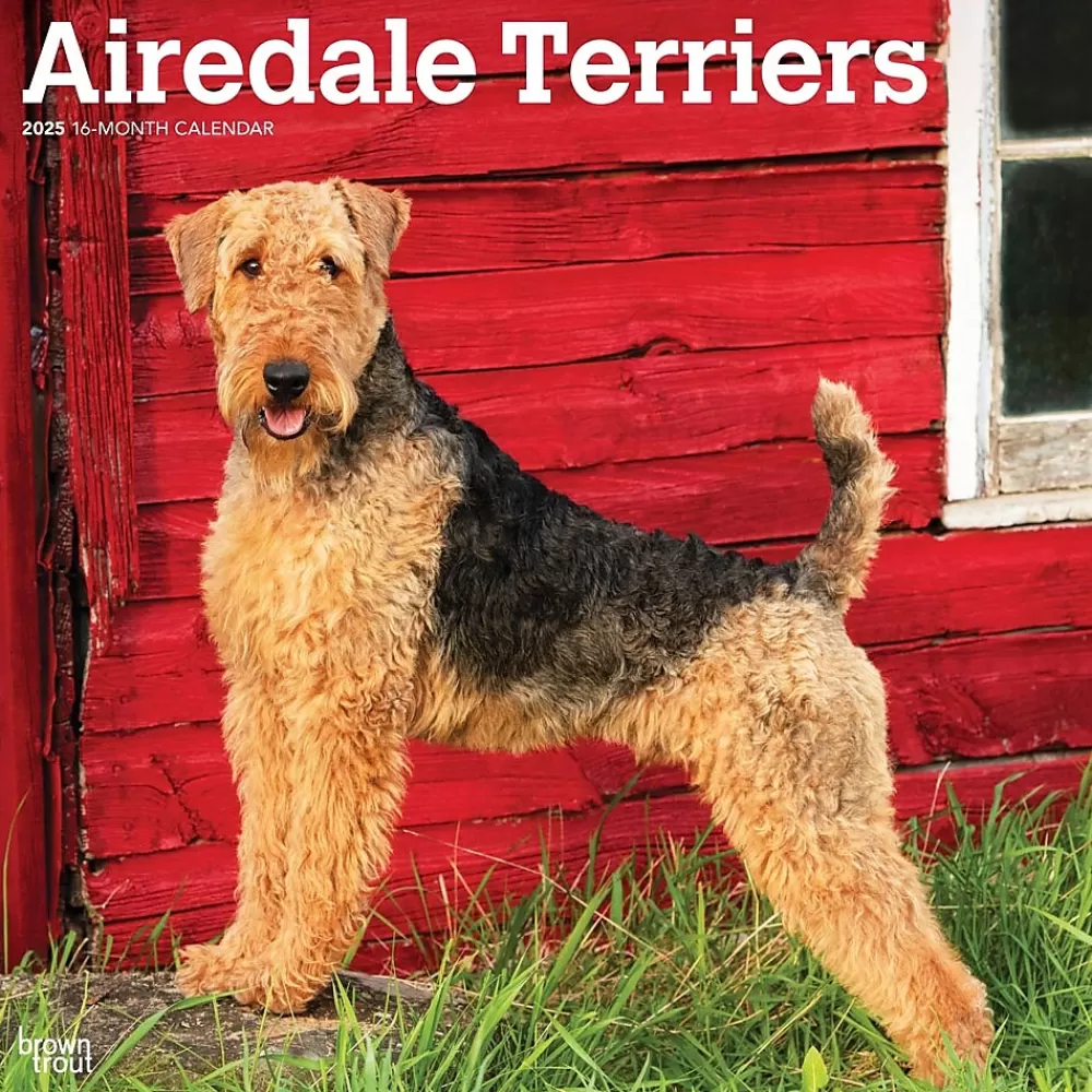 BrownTrout 2025 Calendars<2025 Airedale Terriers 12" x 12" Monthly Wall Calendar (9781975476472)