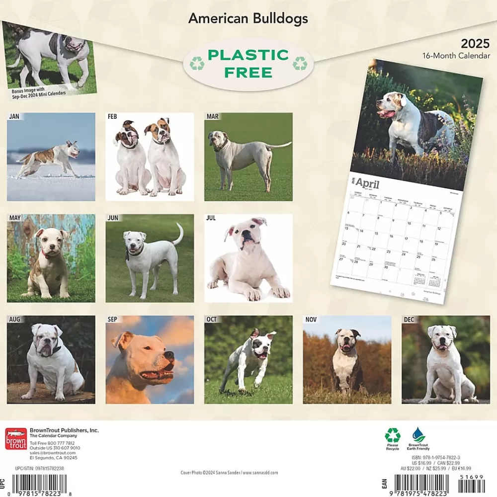 BrownTrout 2025 Calendars<2025 American Bulldogs 12" x 12" Monthly Square Wall Calendar (9781975478223)