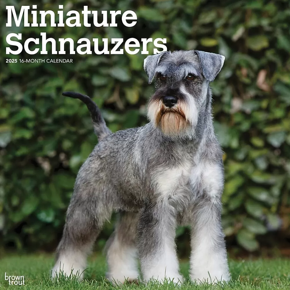 BrownTrout 2025 Calendars<2025 ature Schnauzers 12" x 12" Monthly Wall Calendar (9781975477684)