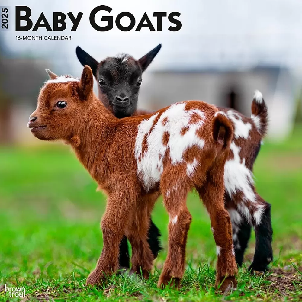 BrownTrout 2025 Calendars<2025 Baby Goats 12" x 12" Monthly Wall Calendar (9781975476571)