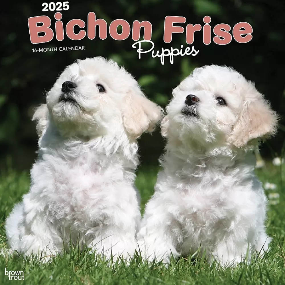 BrownTrout 2025 Calendars<2025 Bichon Frise Puppies 12" x 12" Monthly Wall Calendar (9781975474508)