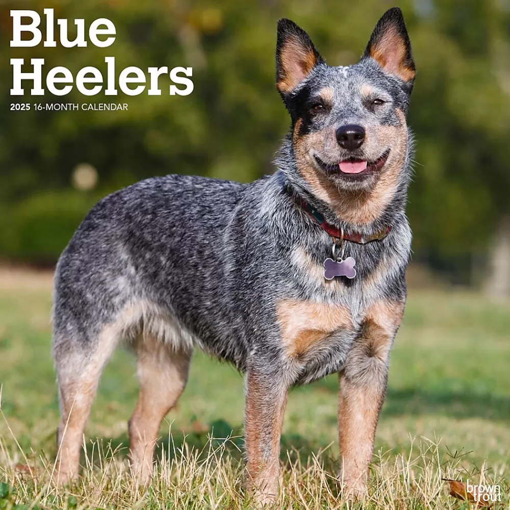 BrownTrout 2025 Calendars<2025 Blue Heelers 12" x 12" Monthly Wall Calendar (9781975476663)