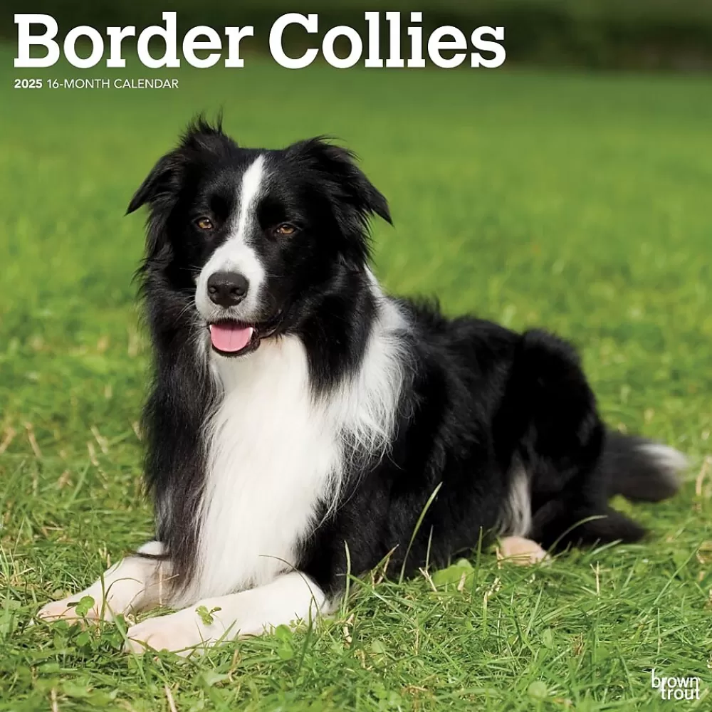 BrownTrout 2025 Calendars<2025 Border Collies 12" x 12" Monthly Wall Calendar (9781975476687)