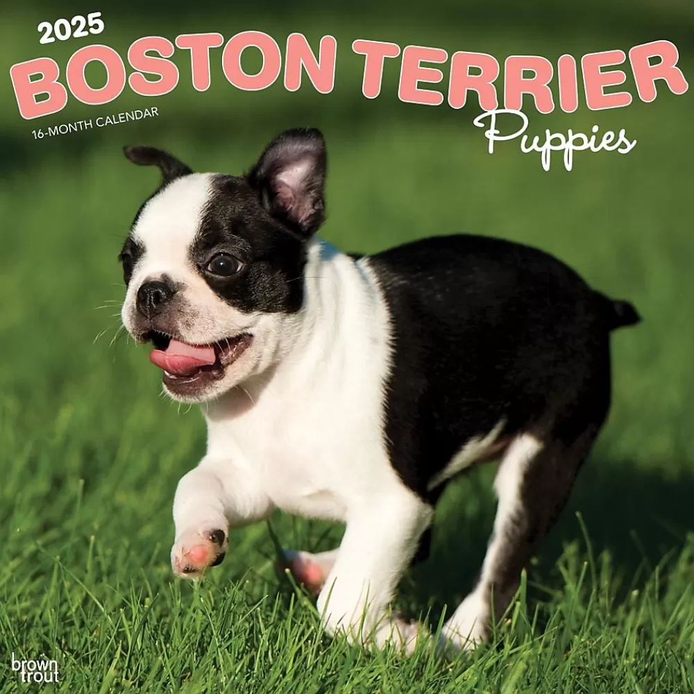 BrownTrout 2025 Calendars<2025 Boston Terrier Puppies 12" x 12" Monthly Wall Calendar (9781975476694)