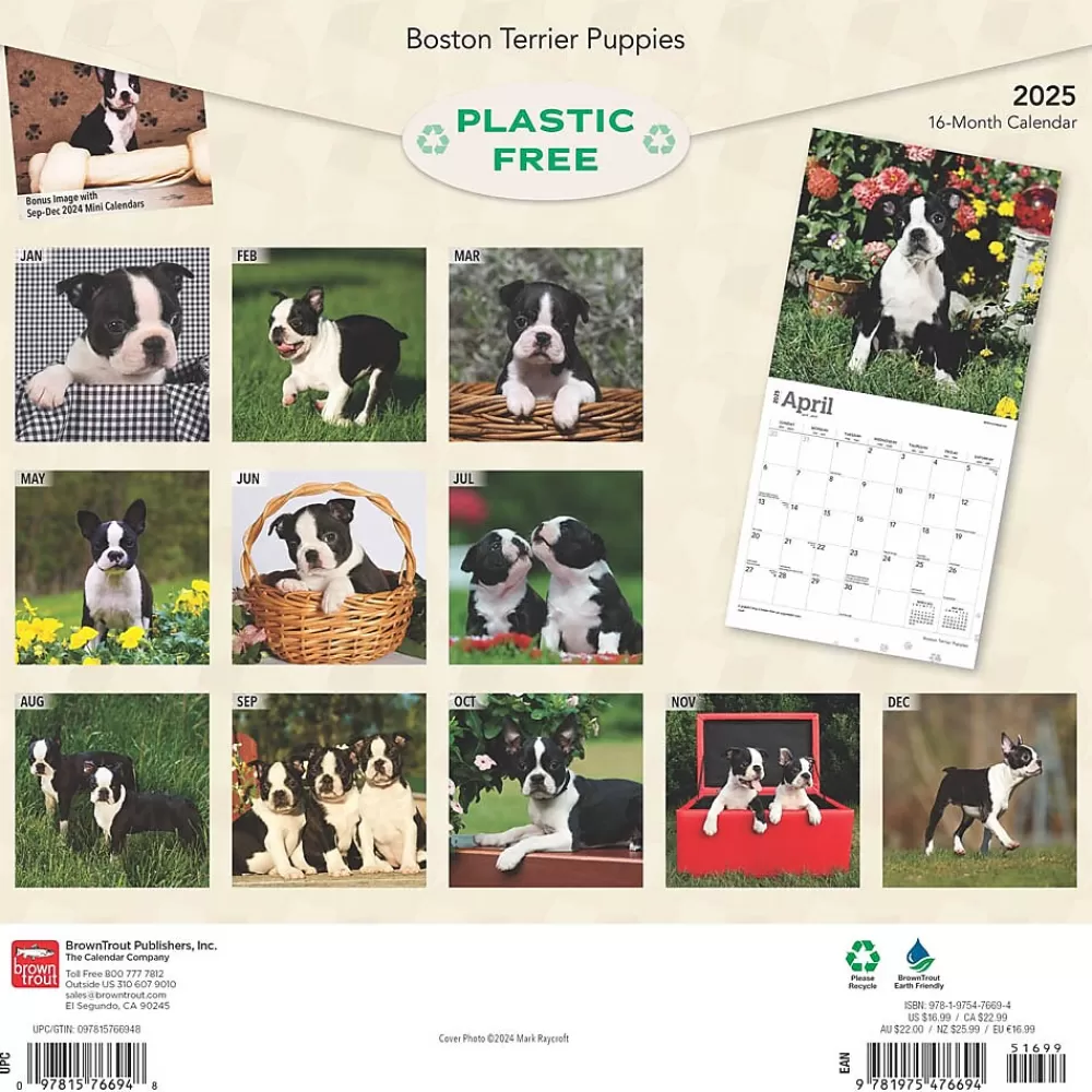 BrownTrout 2025 Calendars<2025 Boston Terrier Puppies 12" x 12" Monthly Wall Calendar (9781975476694)