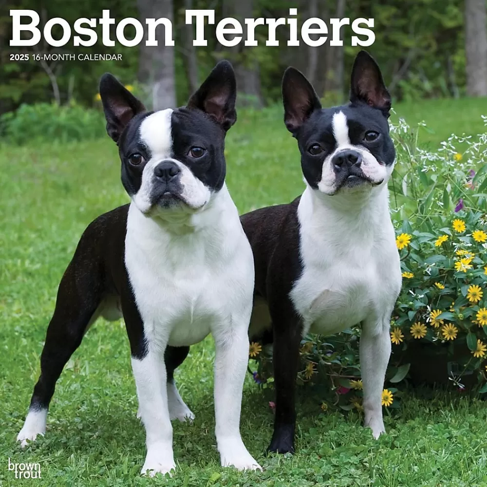 BrownTrout 2025 Calendars<2025 Boston Terriers 12" x 12" Monthly Wall Calendar (9781975476700)