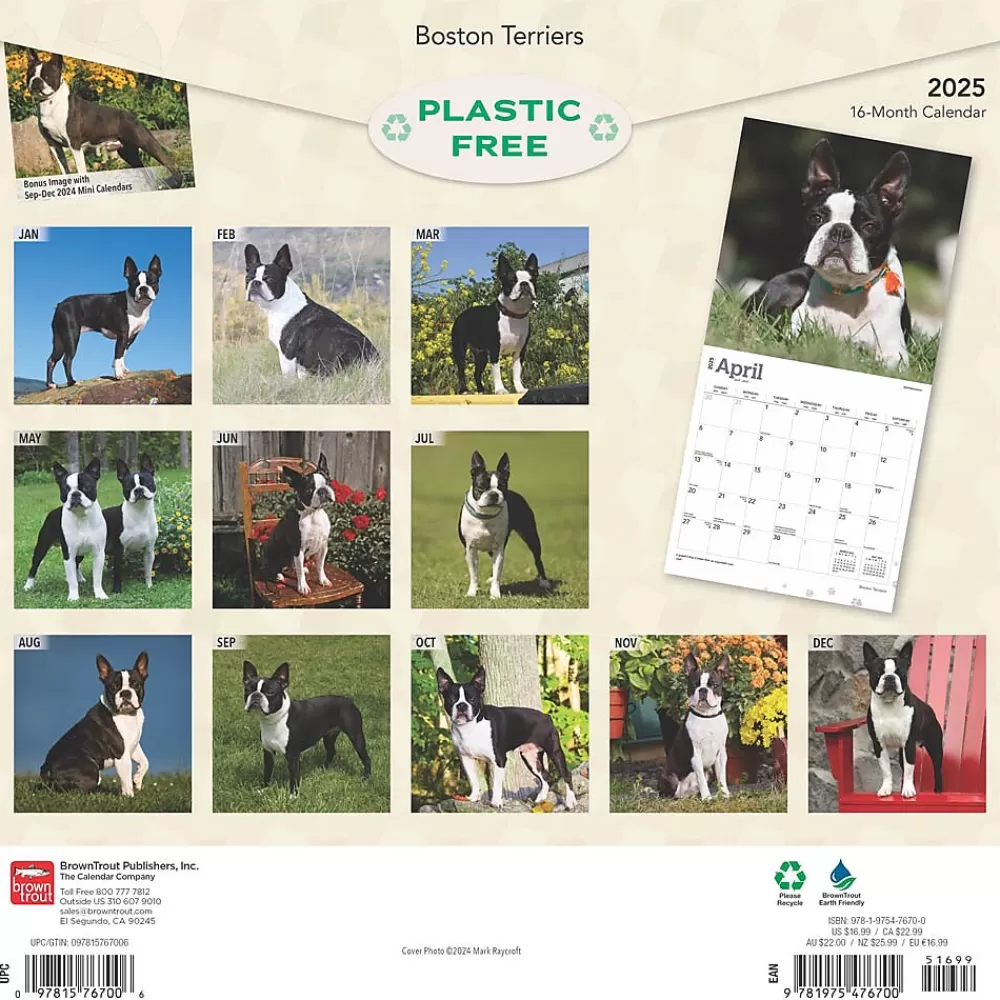 BrownTrout 2025 Calendars<2025 Boston Terriers 12" x 12" Monthly Wall Calendar (9781975476700)