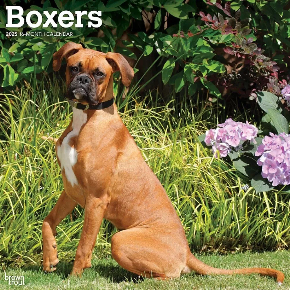 BrownTrout 2025 Calendars<2025 Boxers International Edition 12" x 12" Monthly Wall Calendar (9781975474522)