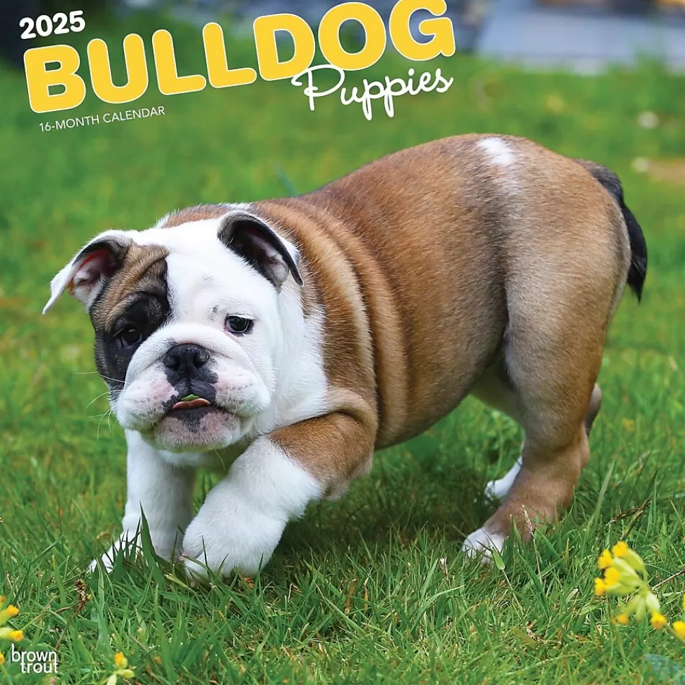 BrownTrout 2025 Calendars<2025 Bulldog Puppies 12" x 12" Monthly Wall Calendar (9781975474539)