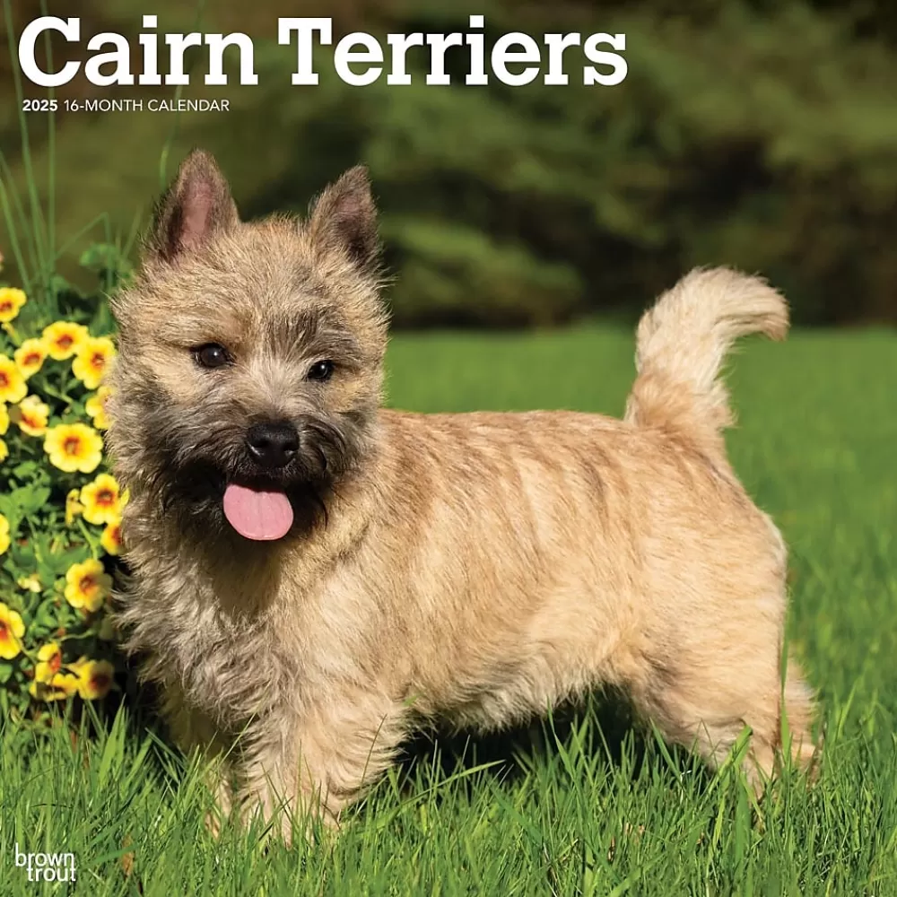 BrownTrout 2025 Calendars<2025 Cairn Terriers 12" x 24" Monthly Square Wall Calendar, (9781975476779)