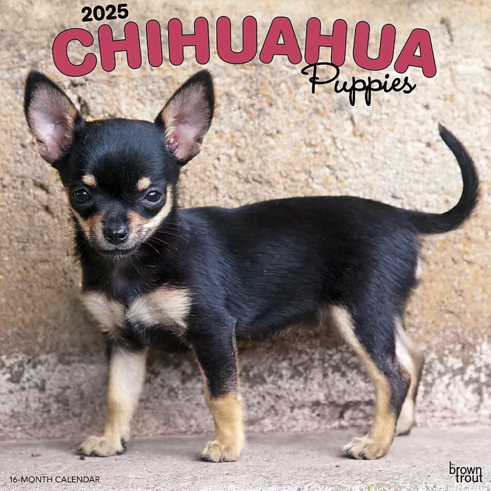 BrownTrout 2025 Calendars<2025 Chihuahua Puppies 12" x 12" Monthly Wall Calendar (9781975474652)