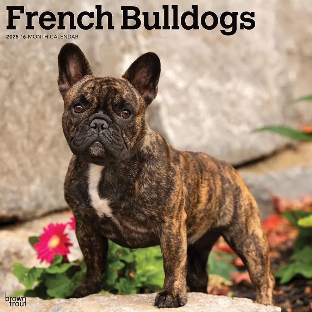 BrownTrout 2025 Calendars<2025 French Bulldogs 12" x 12" Monthly Square Wall Calendar (9781975476984)