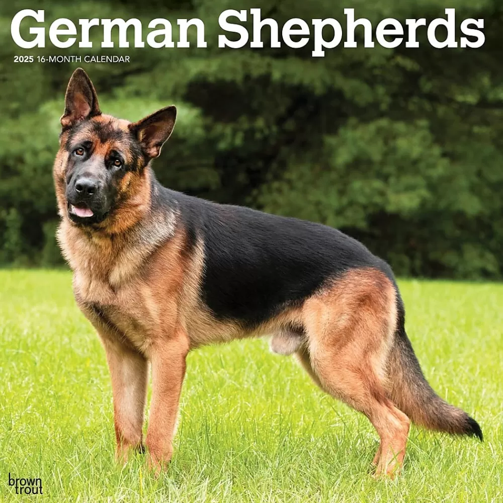 BrownTrout 2025 Calendars<2025 German Shepherds 12" x 12" Monthly Square Wall Calendar (9781975477011)