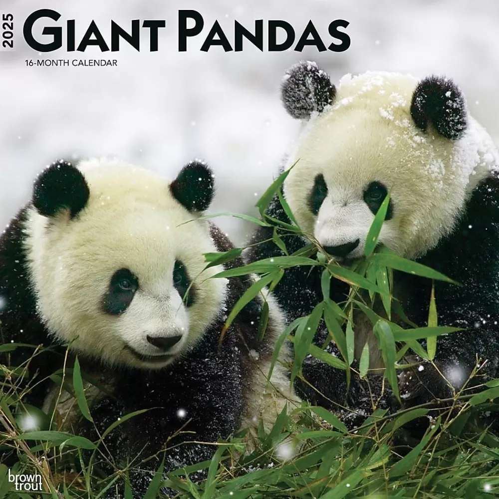 BrownTrout 2025 Calendars<2025 Giant Pandas 12" x 12" Monthly Wall Calendar (9781975474843)