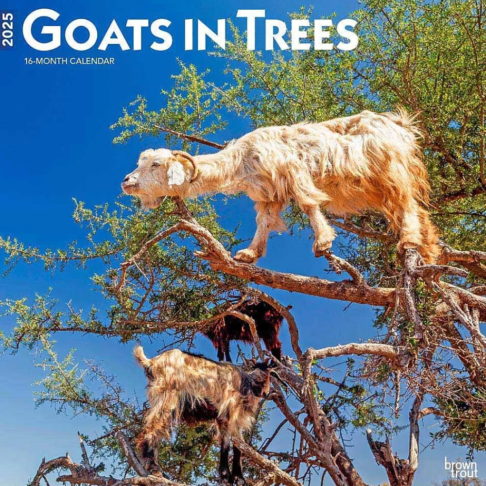 BrownTrout 2025 Calendars<2025 Goats in Trees 12" x 12" Monthly Square Wall Calendar (9781975477059)