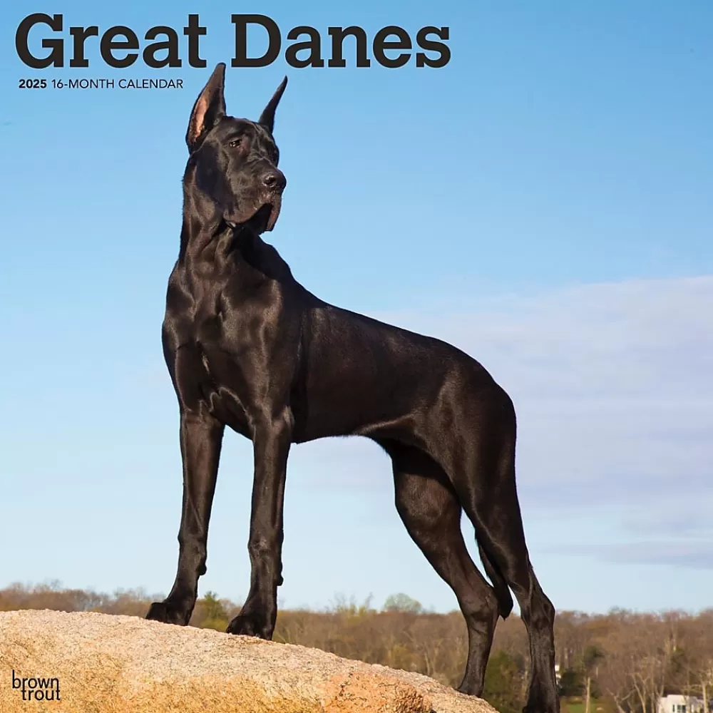 BrownTrout 2025 Calendars<2025 Great Danes 12" x 12" Monthly Square Wall Calendar (9781975477103)