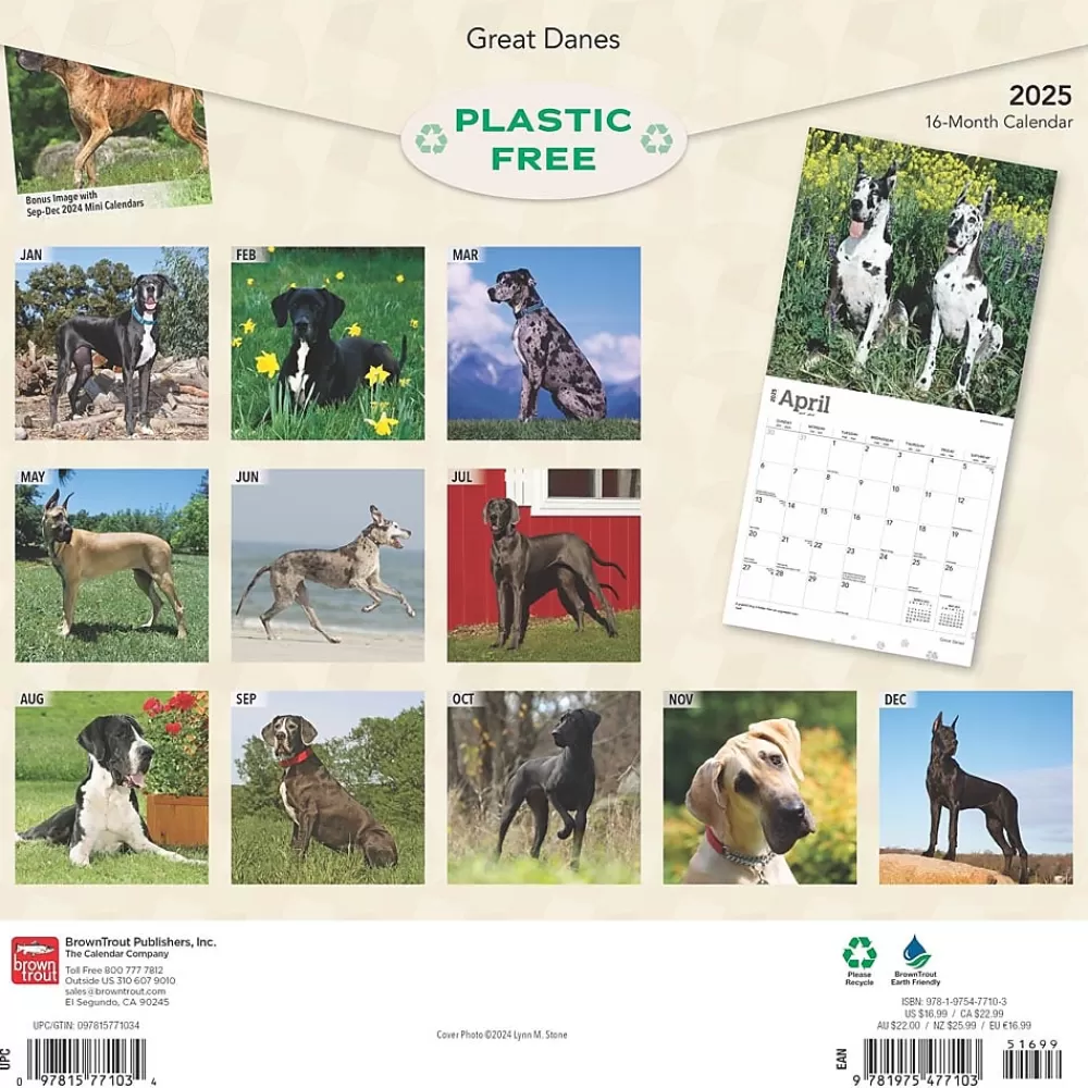 BrownTrout 2025 Calendars<2025 Great Danes 12" x 12" Monthly Square Wall Calendar (9781975477103)