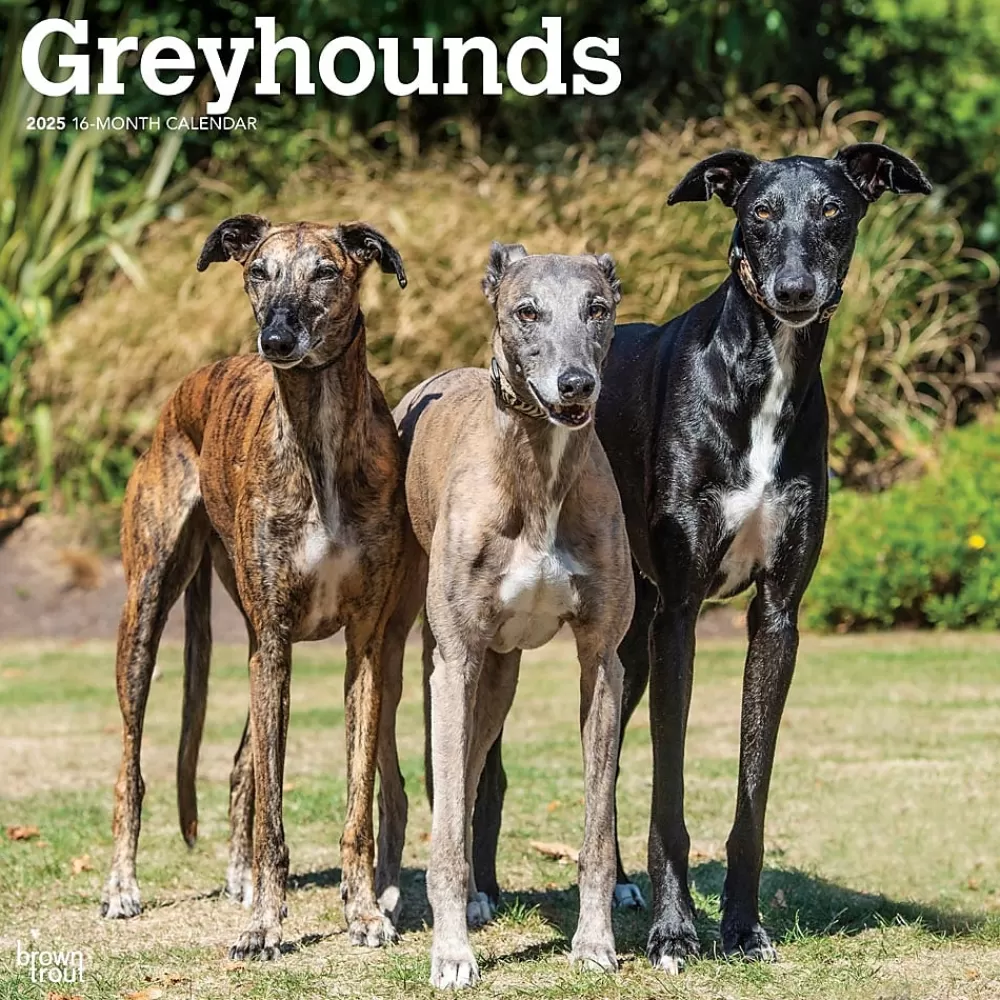 BrownTrout 2025 Calendars<2025 Greyhounds 12" x 12" Monthly Wall Calendar (9781975477127)