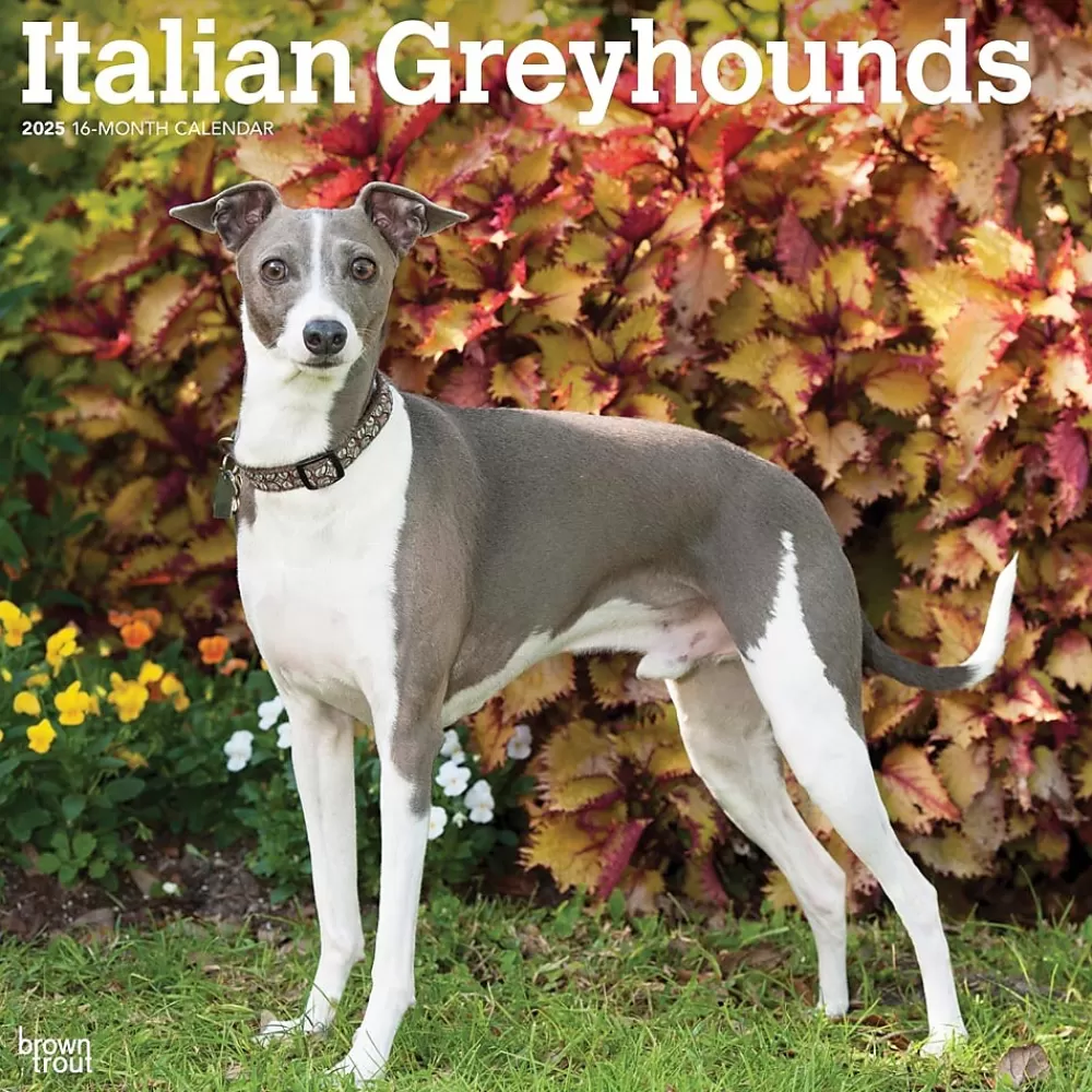 BrownTrout 2025 Calendars<2025 Italian Greyhounds 12" x 12" Monthly Wall Calendar (9781975478308)