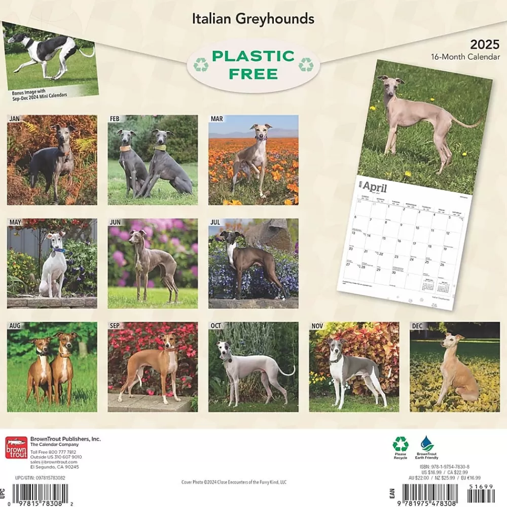 BrownTrout 2025 Calendars<2025 Italian Greyhounds 12" x 12" Monthly Wall Calendar (9781975478308)