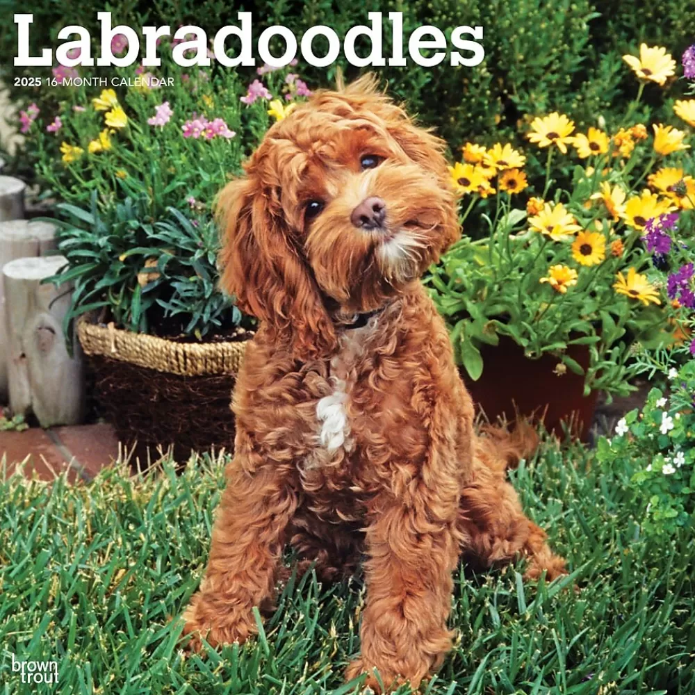 BrownTrout 2025 Calendars<2025 Labradoodles 12" x 24" Monthly Square Wall Calendar, (9781975477295)