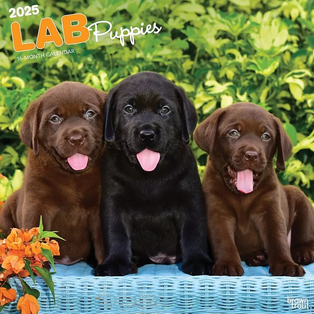 BrownTrout 2025 Calendars<2025 Labrador Retriever Puppies 12" x 12" Monthly Wall Calendar (9781975477301)