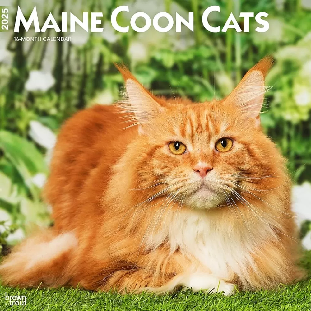 BrownTrout 2025 Calendars<2025 Maine Coon Cats 12" x 24" Monthly Square Wall Calendar, (9781975477387)