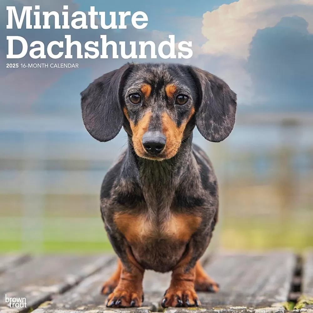 BrownTrout 2025 Calendars<2025 Miniature Dachshunds 12" x 24" Monthly Square Wall Calendar, (9781975476922)