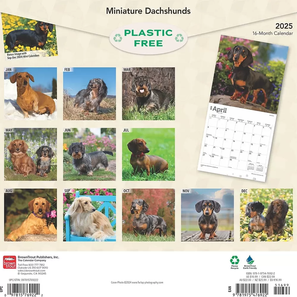 BrownTrout 2025 Calendars<2025 Miniature Dachshunds 12" x 24" Monthly Square Wall Calendar, (9781975476922)