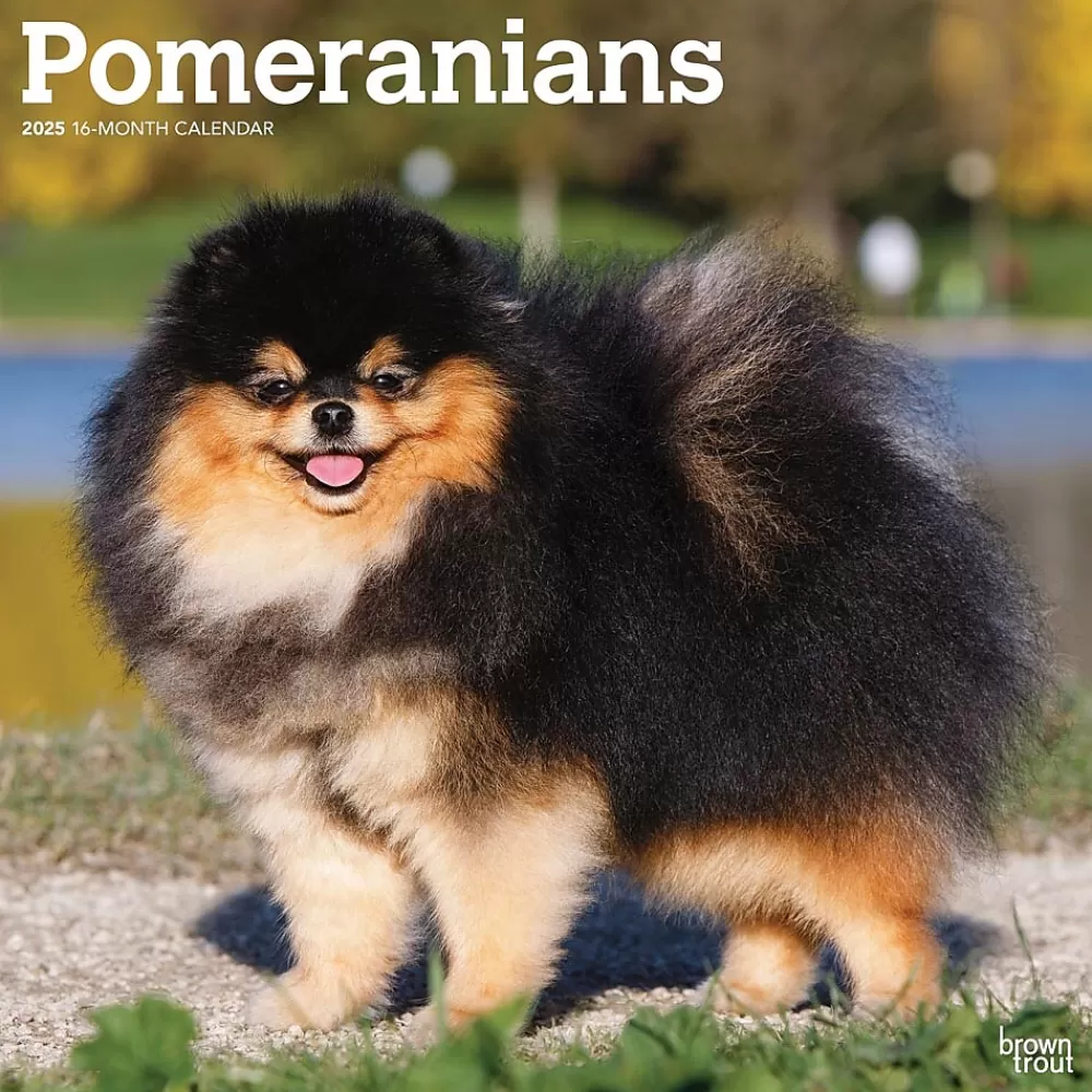 BrownTrout 2025 Calendars<2025 Pomeranians 12" x 12" Monthly Wall Calendar (9781975477530)