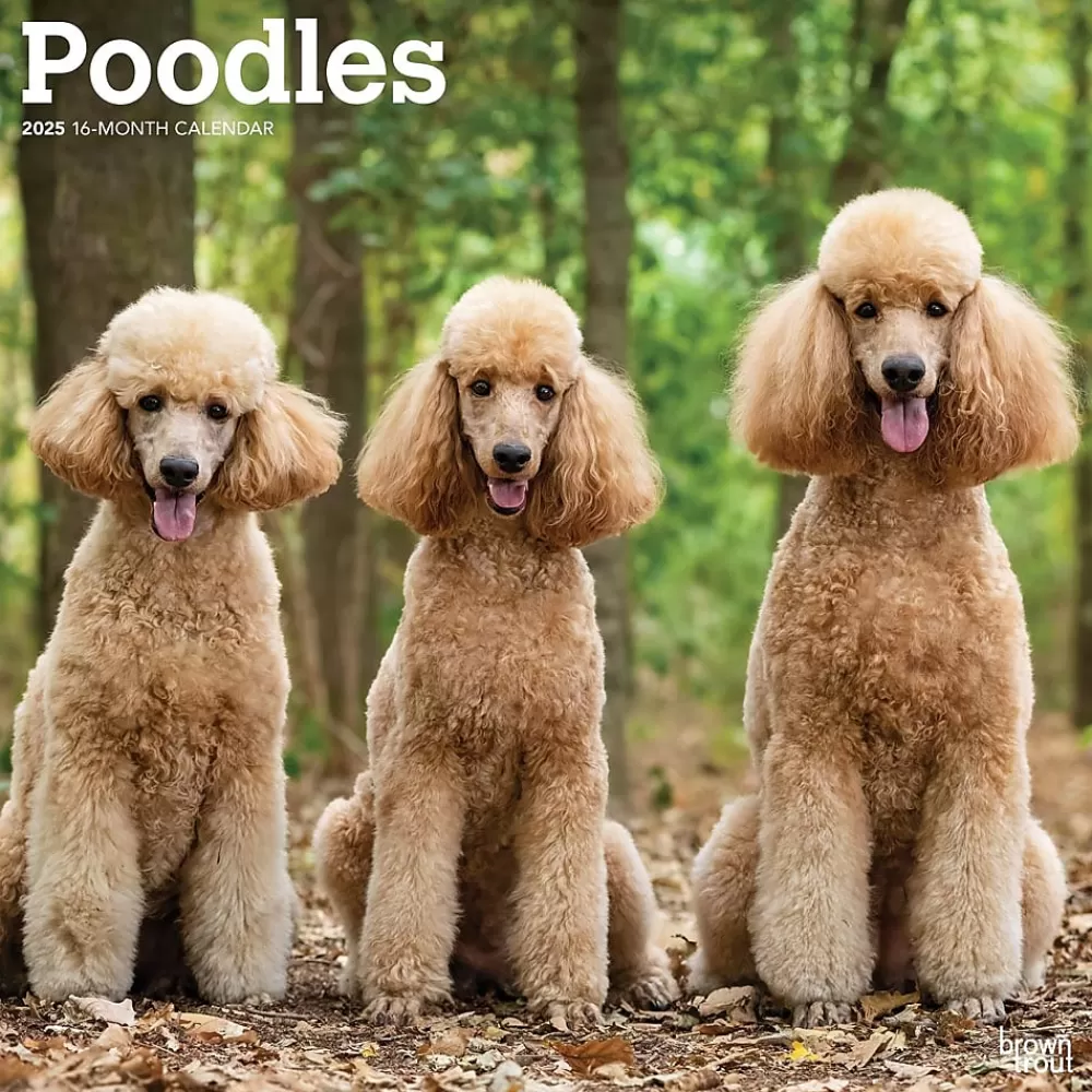 BrownTrout 2025 Calendars<2025 Poodles 12" x 12" Monthly Wall Calendar (9781975477547)