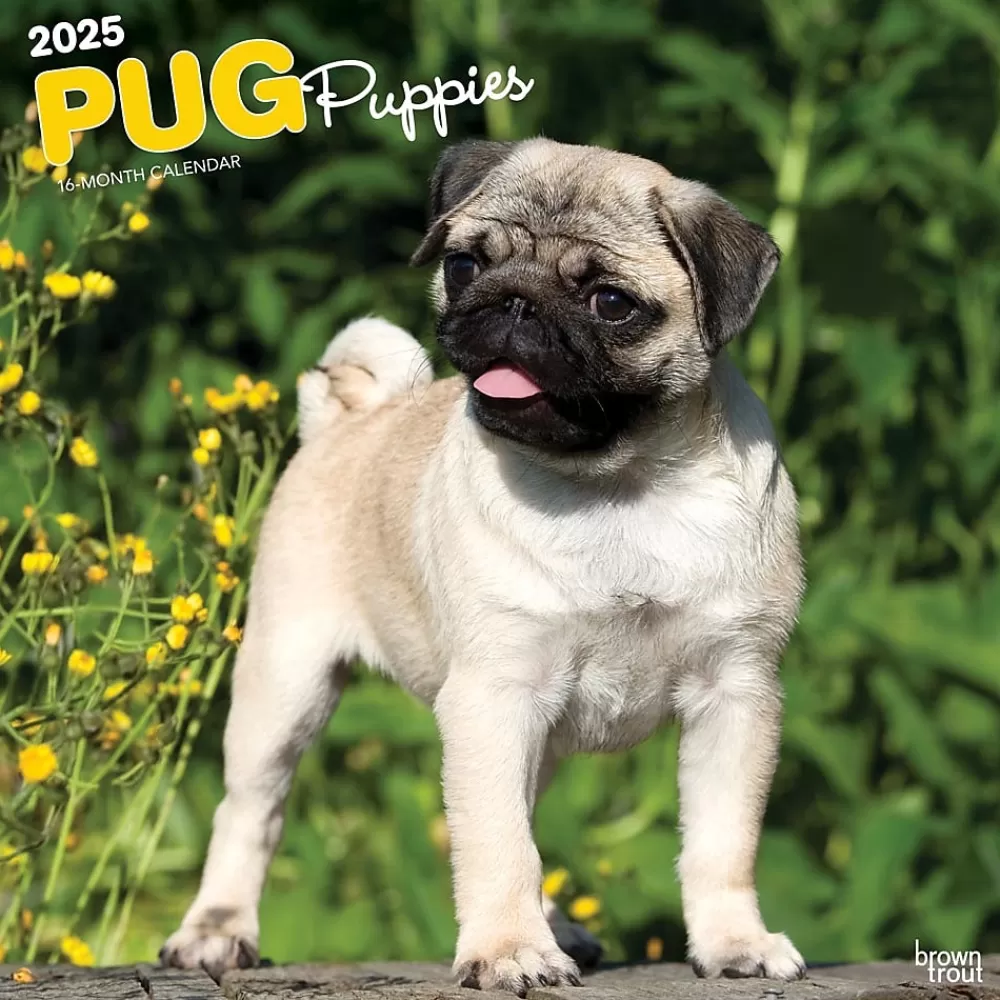 BrownTrout 2025 Calendars<2025 Pug Puppies 12" x 12" Monthly Wall Calendar (9781975477561)