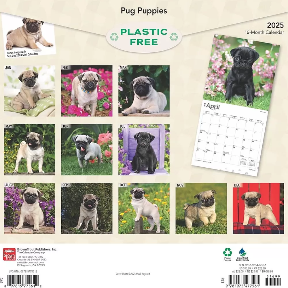 BrownTrout 2025 Calendars<2025 Pug Puppies 12" x 12" Monthly Wall Calendar (9781975477561)