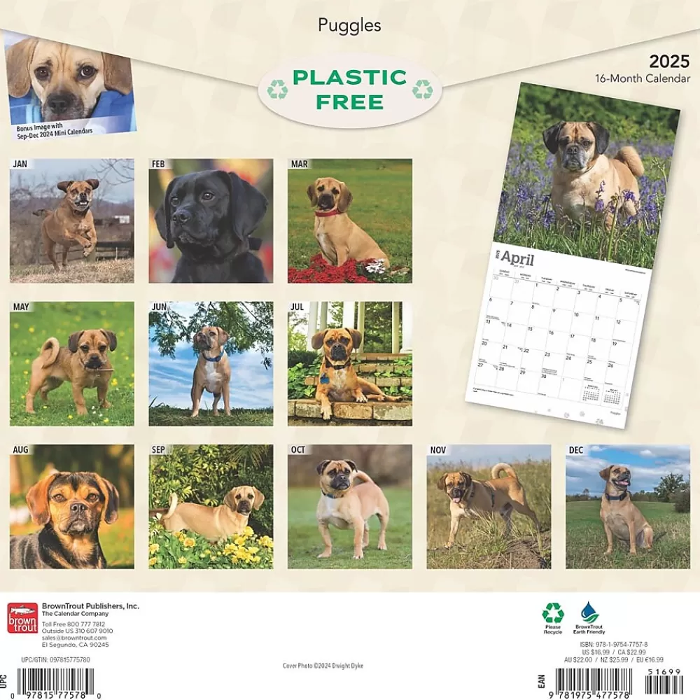 BrownTrout 2025 Calendars<2025 Puggles 12" x 12" Monthly Square Wall Calendar (9781975477578)