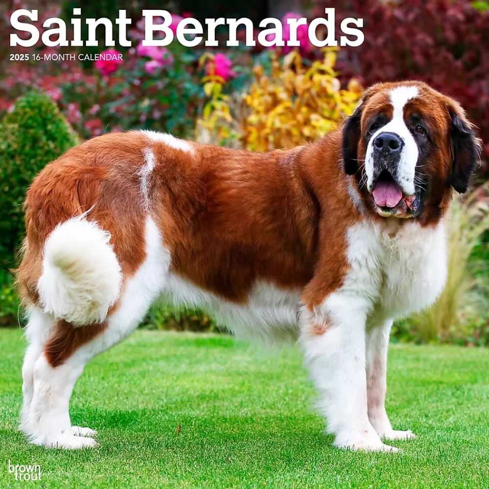 BrownTrout 2025 Calendars<2025 Saint Bernards 12" x 24" Monthly Square Wall Calendar (9781975477653)