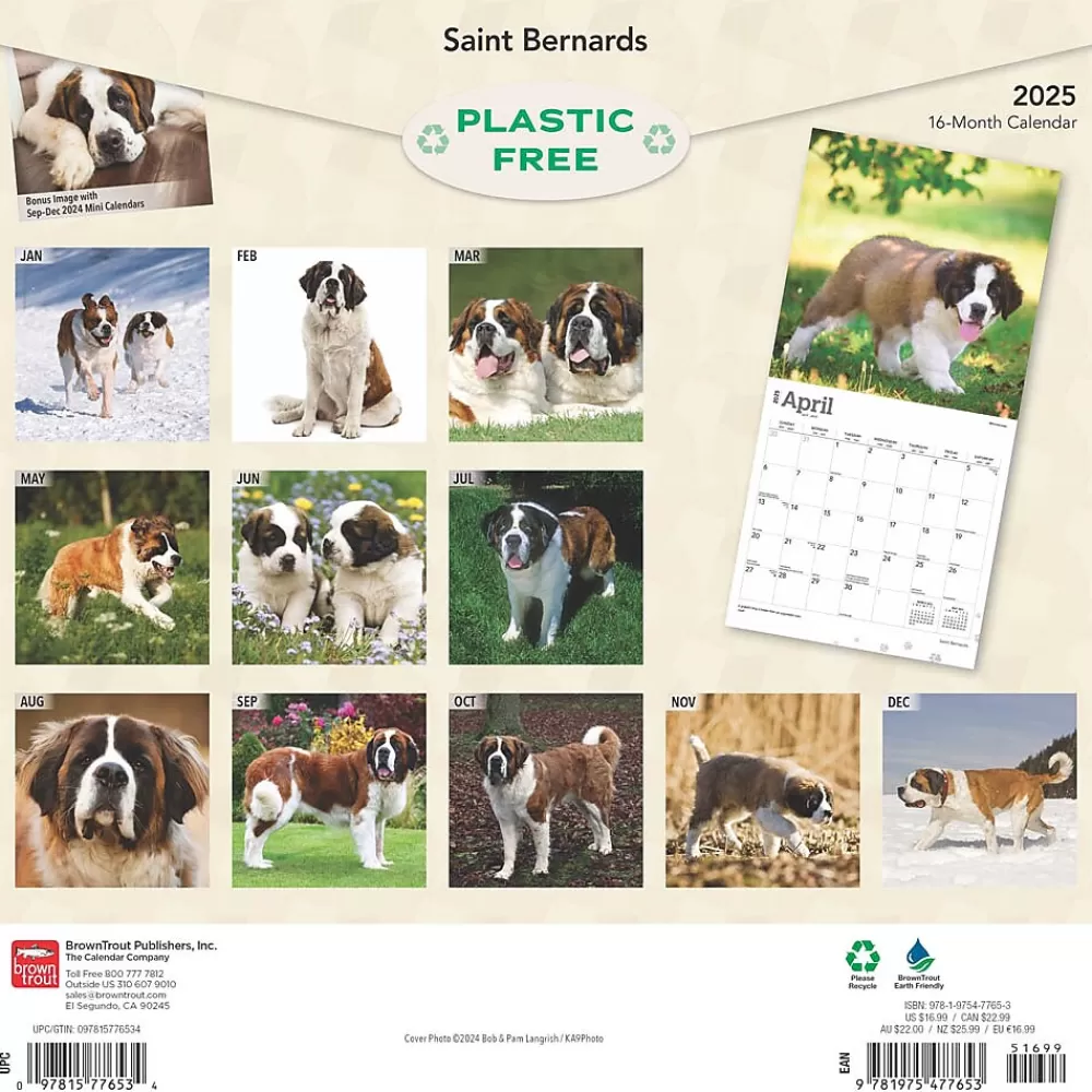 BrownTrout 2025 Calendars<2025 Saint Bernards 12" x 24" Monthly Square Wall Calendar (9781975477653)