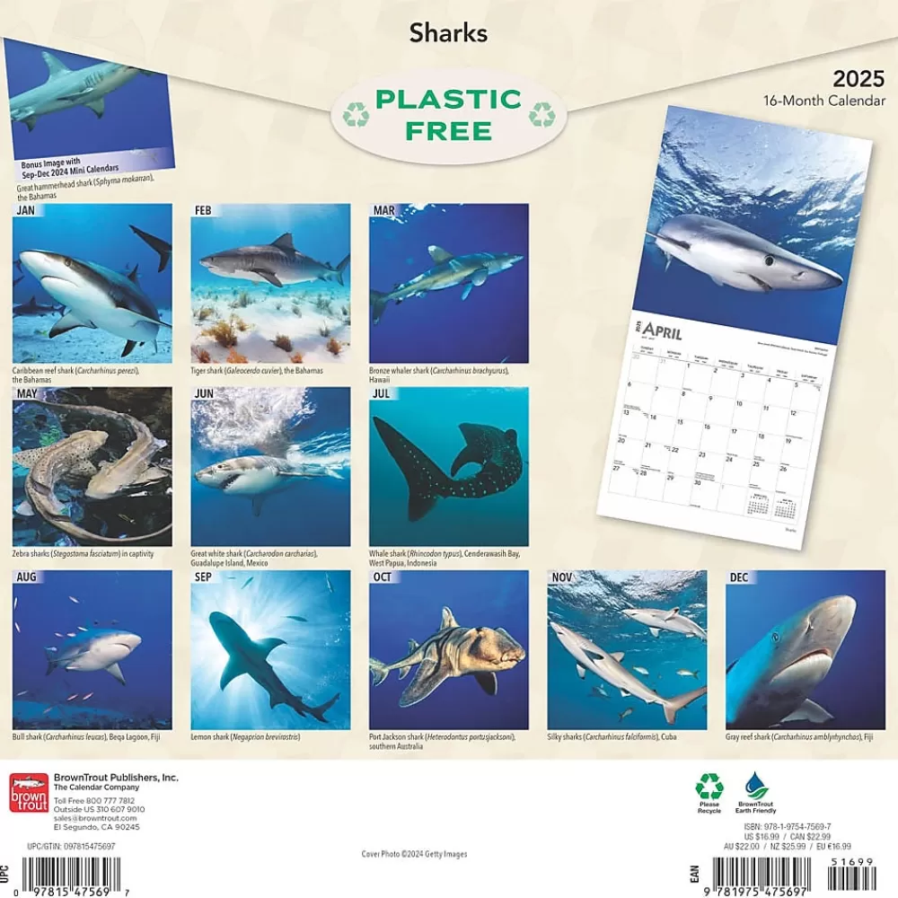 BrownTrout 2025 Calendars<2025 Sharks 12" x 12" Monthly Square Wall Calendar (9781975475697)