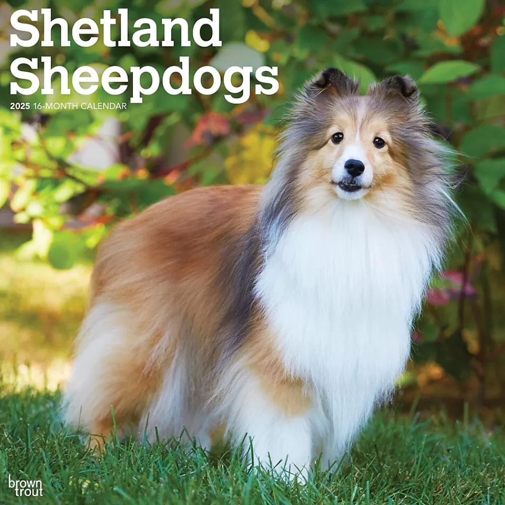 BrownTrout 2025 Calendars<2025 Shetland Sheepdogs 12" x 24" Monthly Square Wall Calendar, (9781975477721)