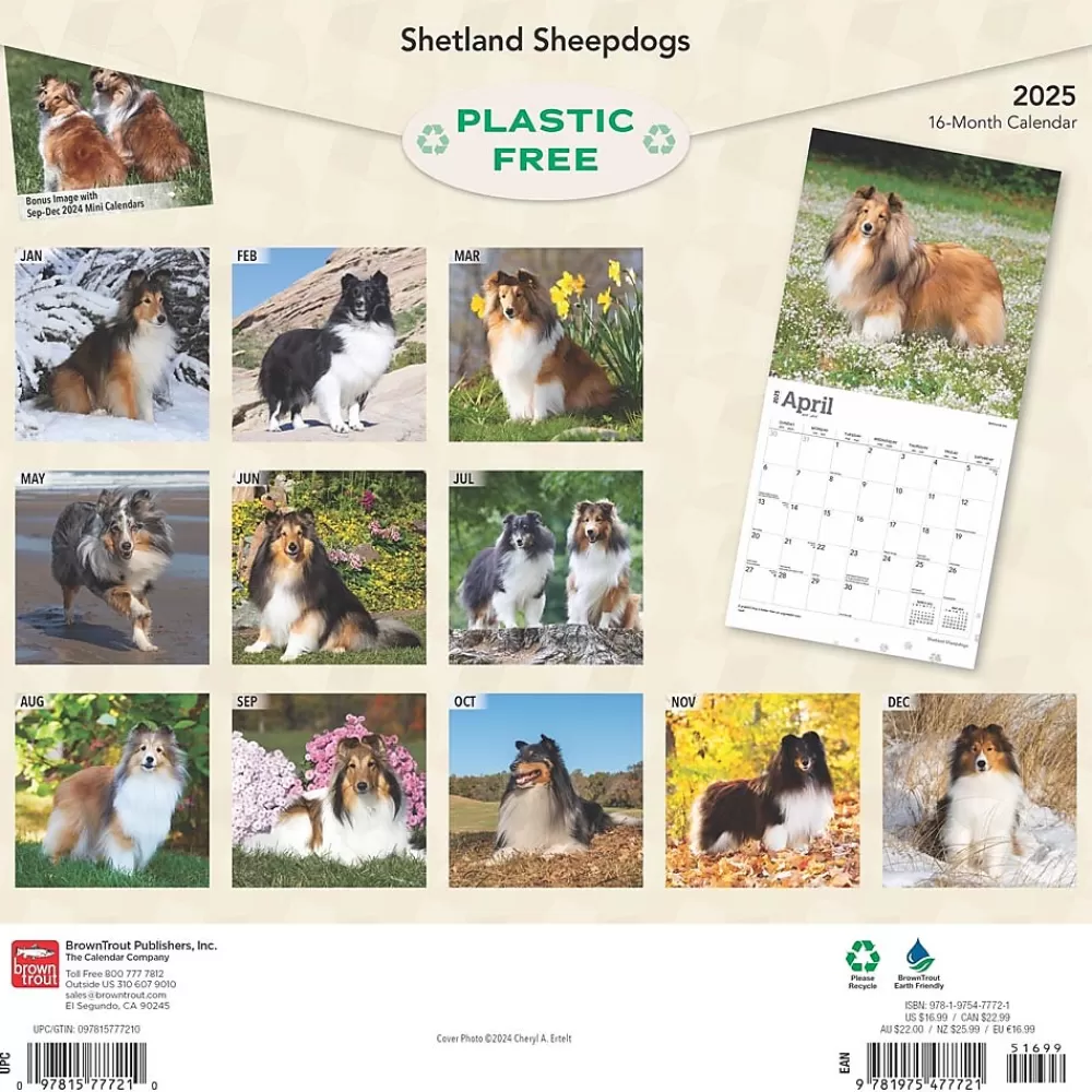 BrownTrout 2025 Calendars<2025 Shetland Sheepdogs 12" x 24" Monthly Square Wall Calendar, (9781975477721)