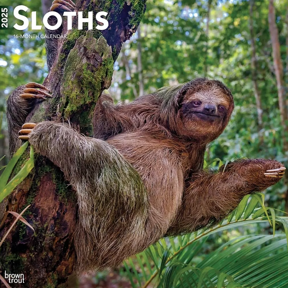 BrownTrout 2025 Calendars<2025 Sloths 12" x 12" Monthly Square Wall Calendar (9781975475703)