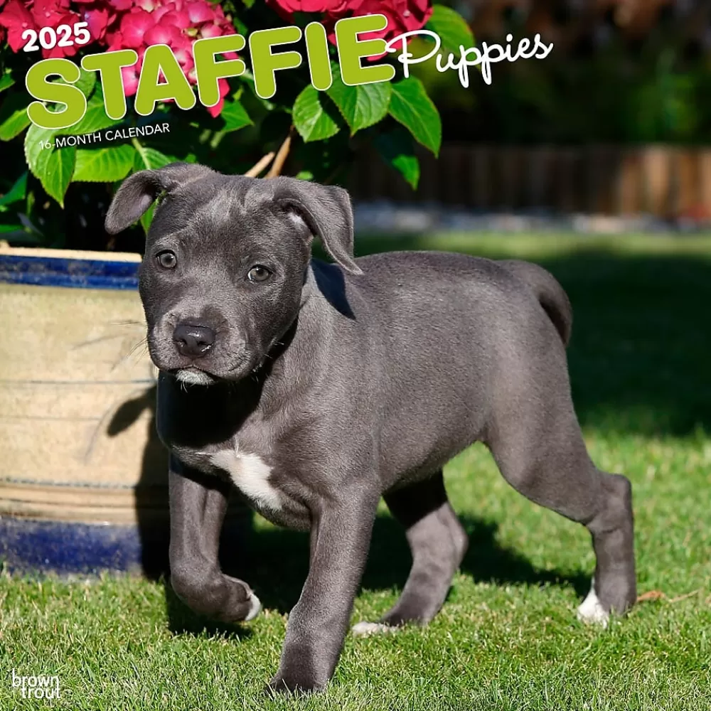 BrownTrout 2025 Calendars<2025 Staffordshire Bull Terriers Puppies 12" x 12" Monthly Square Wall Calendar (9781975475741)