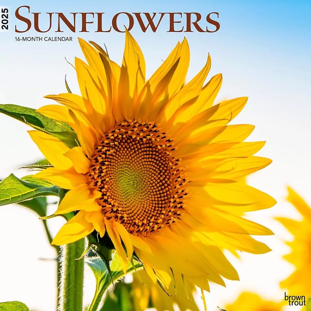 BrownTrout 2025 Calendars<2025 Sunflowers 12" x 12" Monthly Square Wall Calendar (9781975477837)