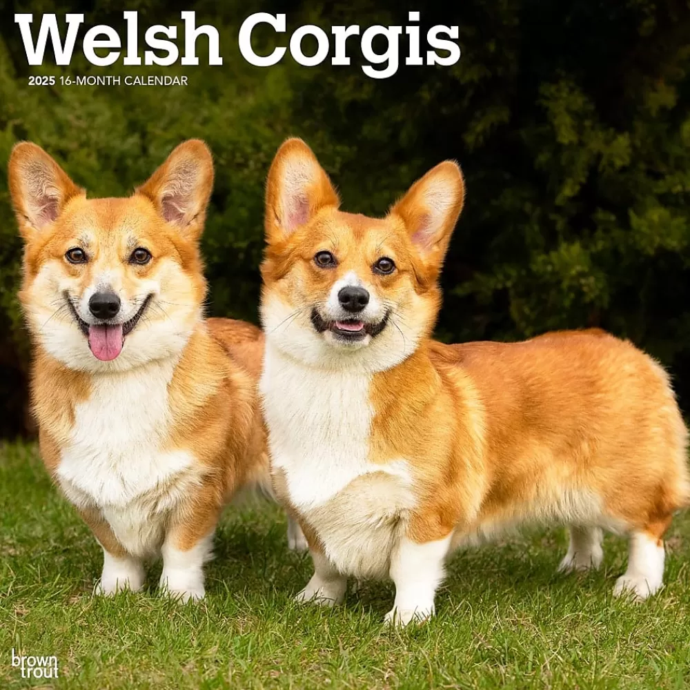 BrownTrout 2025 Calendars<2025 Welsh Corgis 12" x 12" Monthly Wall Calendar (9781975477950)