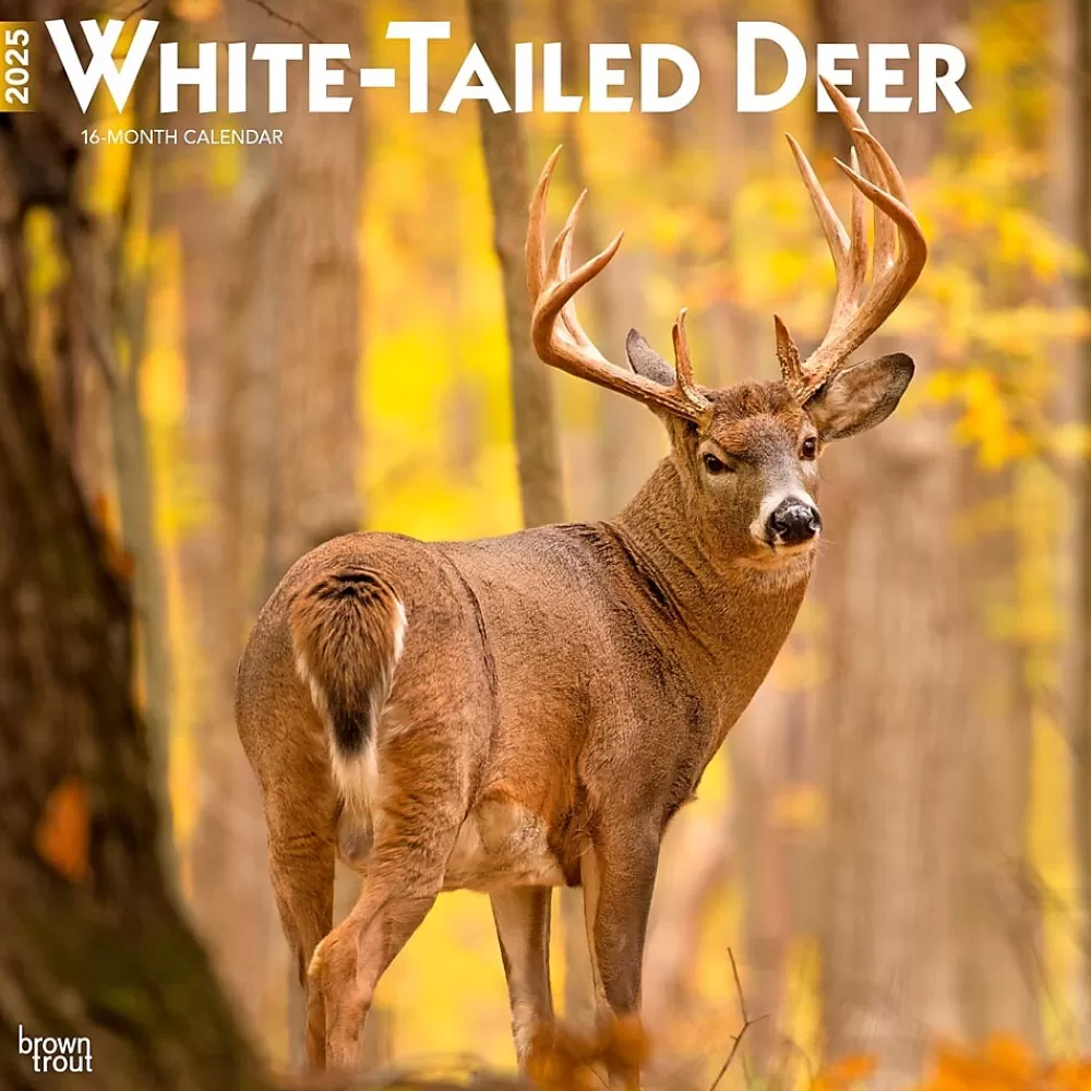 BrownTrout 2025 Calendars<2025 White Tailed Deer 12" x 12" Monthly Wall Calendar (9781975477998)