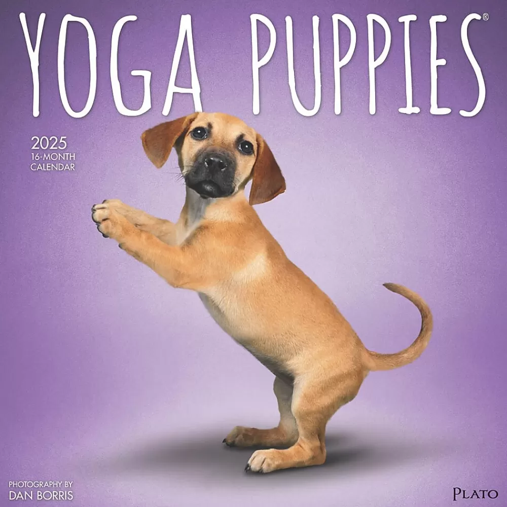 Plato 2025 Calendars<2025 Yoga Puppies 12" x 12" Monthly Wall Calendar (9781975480141)