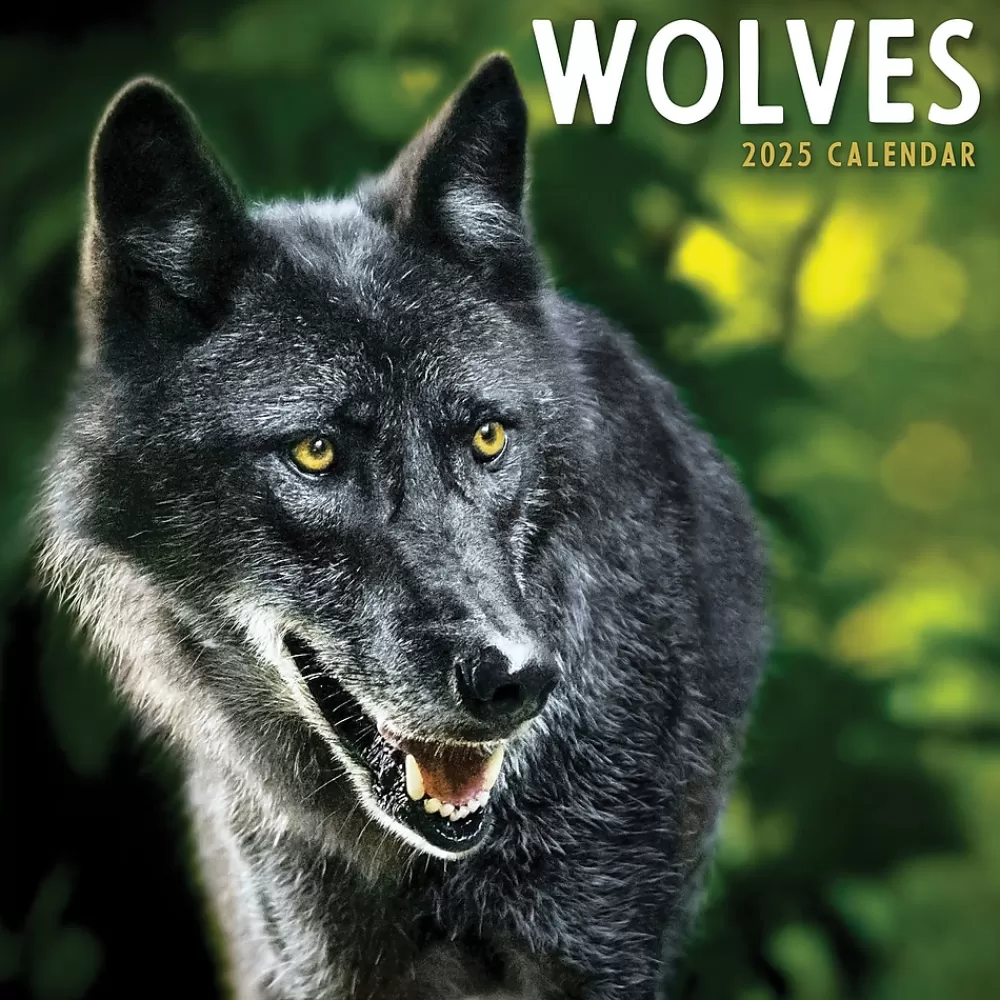 TF Publishing 2025 Calendars<2025 Wolves 7" x 7" Monthly Wall Calendar (25-2015)