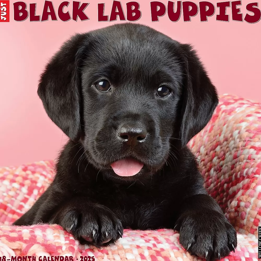 Willow Creek 2025 Calendars<2025 Just Black Lab Puppies 2025 Wall Calendar 12" x 12" (41857)