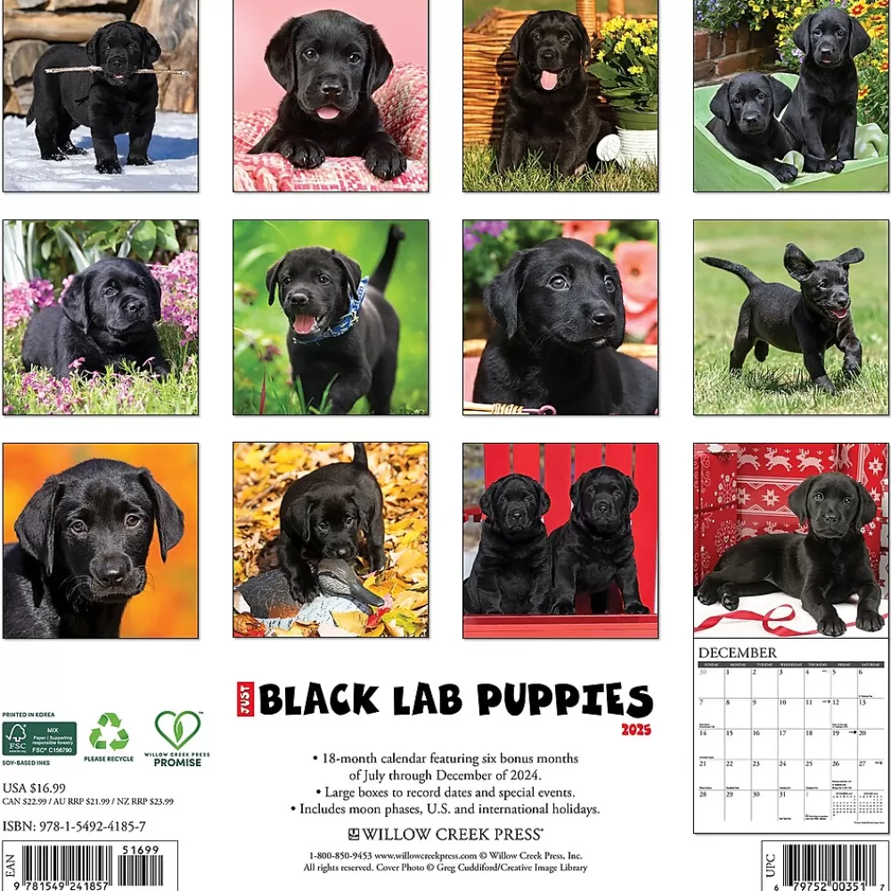 Willow Creek 2025 Calendars<2025 Just Black Lab Puppies 2025 Wall Calendar 12" x 12" (41857)