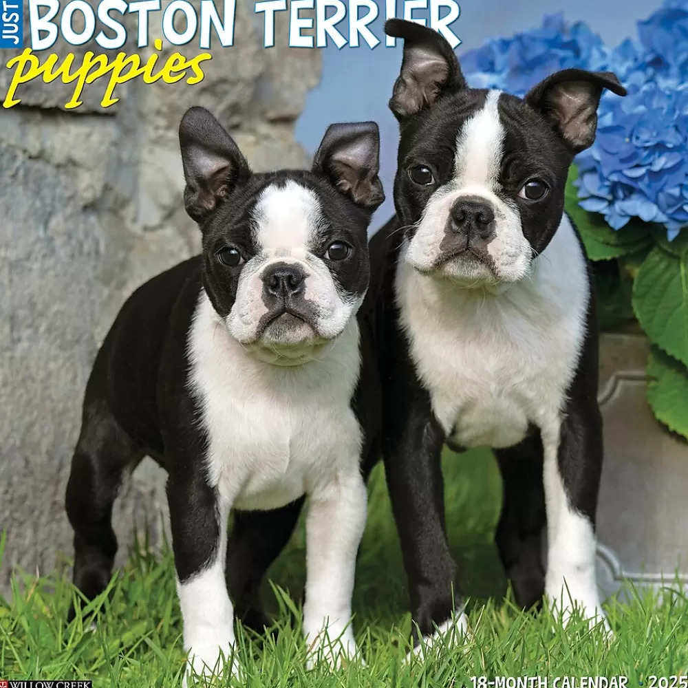 Willow Creek 2025 Calendars<2025 Just Boston Terrier Puppies 12" x 12" Monthly Wall Calendar, Multicolor (41918)